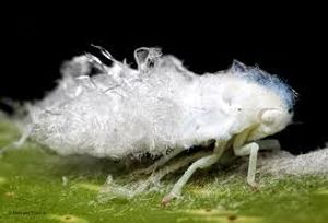 uploads/images/pest/cotton leaf hopper.jpg